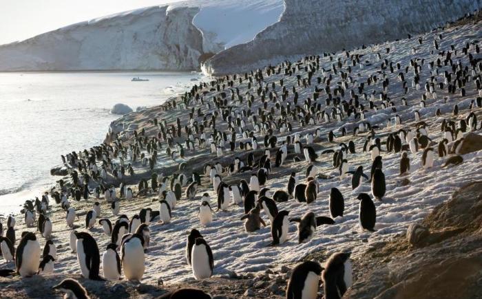 penguin-colony